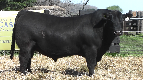 Lote TOROS A. ANGUS PURO PEDIGREE