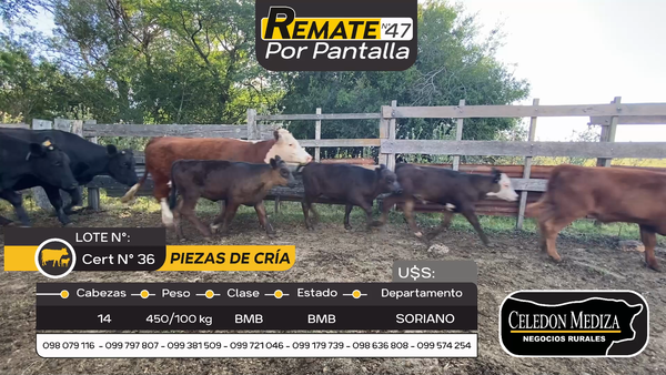 Lote 14 Piezas de cría en Cardona, Soriano