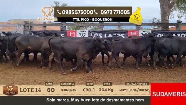 Lote Lote 14