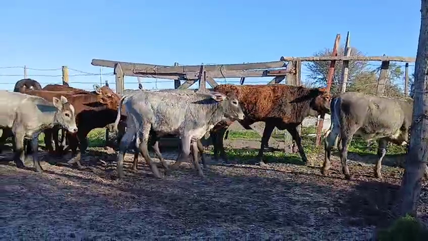 Lote 80 Terneros/as en Corrientes, San Luis del Palmar