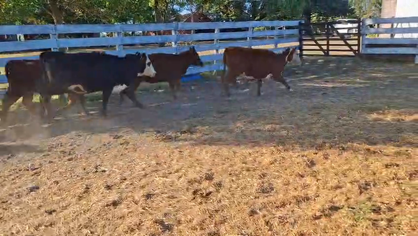 Lote Terneras angus y cruza