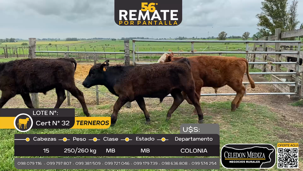 Lote 15 Terneros en Otra Localidad, Colonia