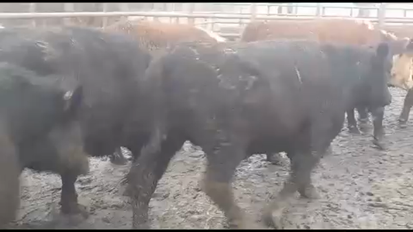 Lote 45 Novillo Gordo en VII  Región Maule, Pelarco