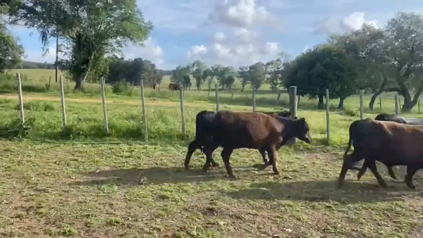 Lote Vaquillonas 1-2 años