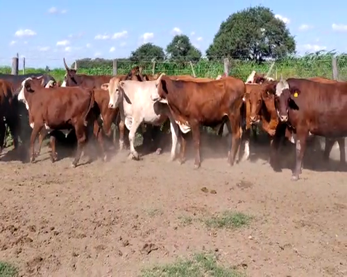 Lote 82 Novillitos en Gancedo, Chaco