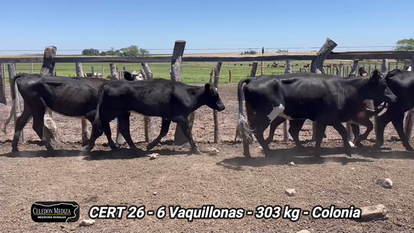 Lote 6 Vaquillonas 1 a 2 años en La Horqueta, Colonia