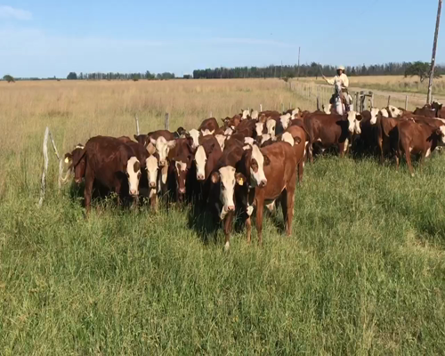 Lote 53 Novillitos en Bella Vista, Corrientes