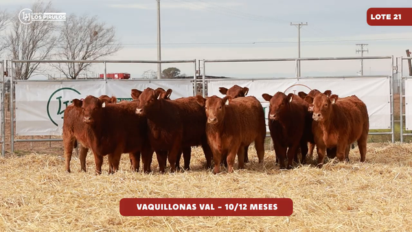 Lote VAQUILLONAS V.A.L. - 10/11 meses
