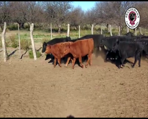 Lote 30 Terneros de 170 Kg