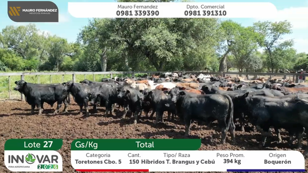 Lote 150 Toretones 394kg -  en Joel Estigarribia