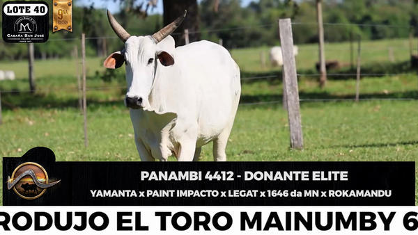 Lote LOTE 40