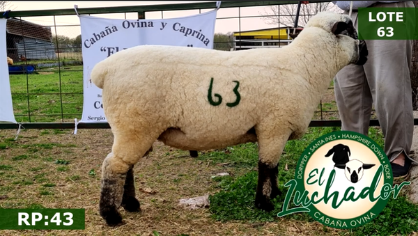 Lote OVINOS MACHOS 63