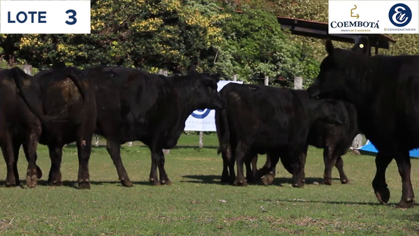 Lote CABAÑA COEMBOTÁ: 10 vaquillas MAS preñadas