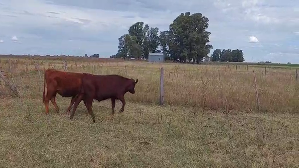 Lote 55 Terneros/as en Buenos Aires, Bolívar