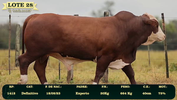 Lote LOTE 28