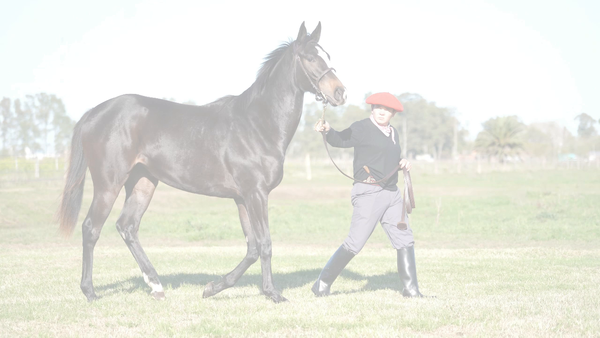 Lote NIKY DAY (NICODEMUS - TROVA DAY)