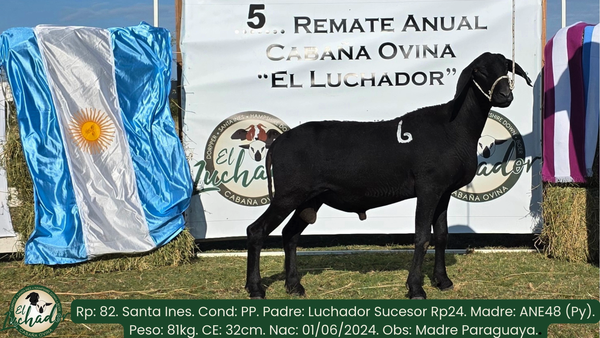 Lote 82
