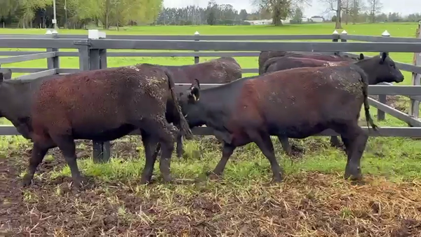 Lote 2 Vaquilla Encaste