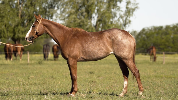 Lote PILI NEVADA (OPEN TINTERO -  DOLFINA INFUSION)