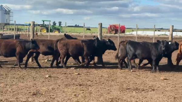 Lote 32 Vaquillonas
