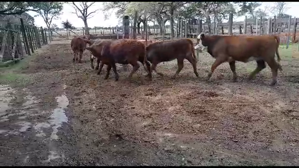 Lote 20 Terneros/as Braford en Gálvez, Santa Fe