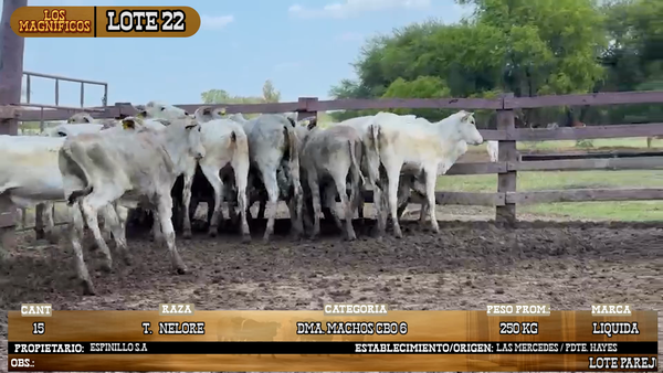 Lote LOTE 22