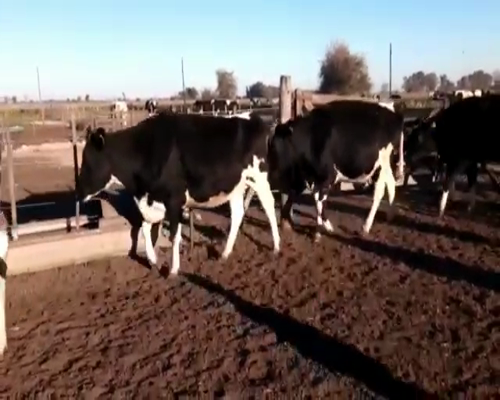 Lote VAQUILLONAS PREÑADAS