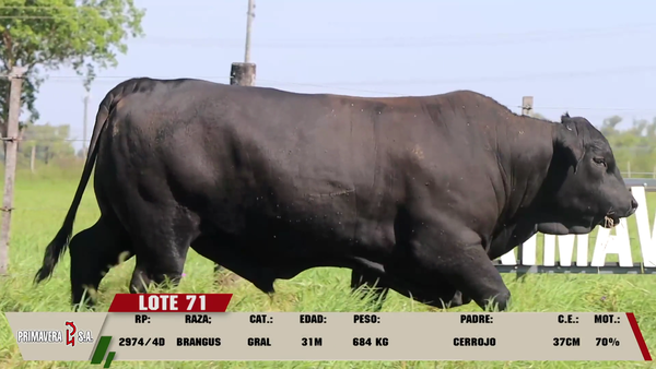 Lote LOTE 71