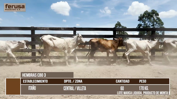 Lote LOTE 2