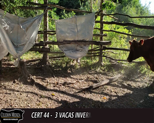 Lote (Vendido)3 Vacas de Invernada 2 HO,  1 HO COLORADO 530kg -  en - CONCHILLAS