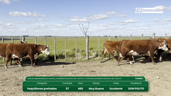 Lote 57 Vaquillonas Vacas Preñadas 450kg - , Florida