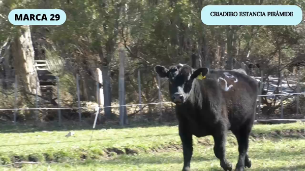 Lote 1 Toro en Río Ibáñez, XI Región Aysén