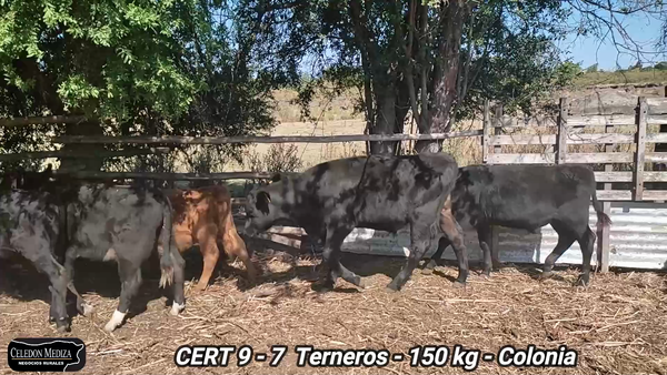 Lote 7 Terneros en Riachuelo, Colonia
