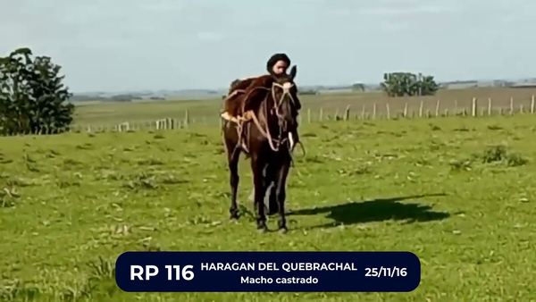 Lote HARAGAN DEL QUEBRACHAL