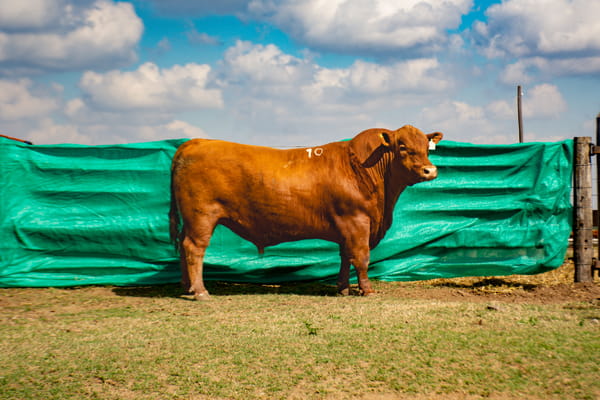 Lote Toros