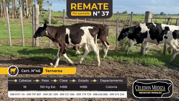 Lote 18 Terneros en Colonia