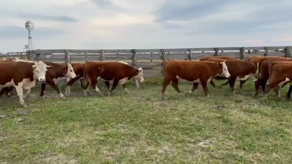 Lote 68 Novillitos en Entre Ríos, San Salvador