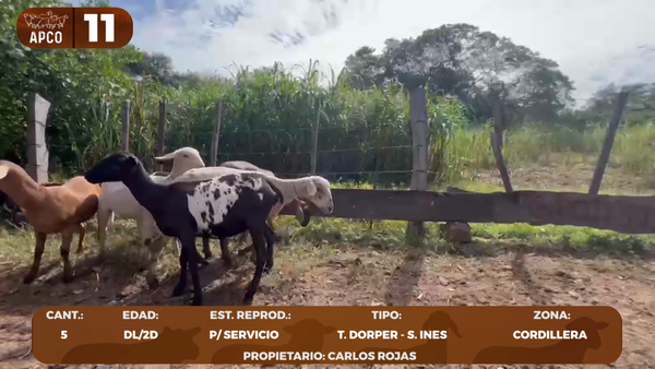 Lote LOTE 11 -POR PANTALLA