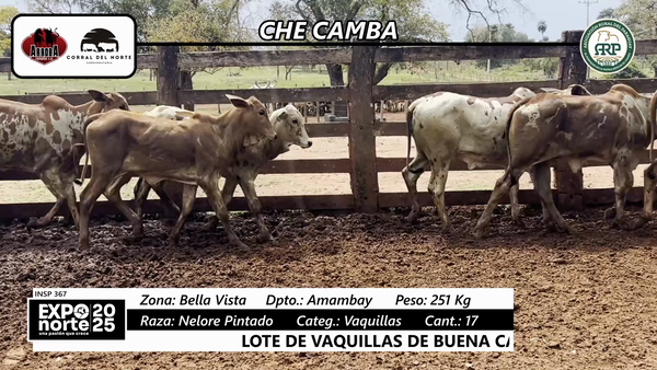 Lote Vaquillas