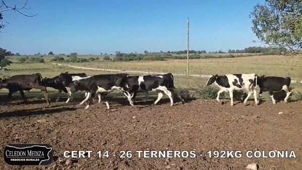 Lote 26 Terneros en Tarariras, Colonia