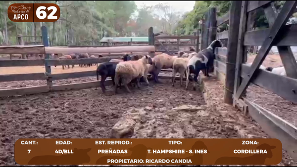 Lote LOTE 62 -POR PANTALLA