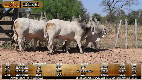 Lote LOTE 91- POR PANTALLA