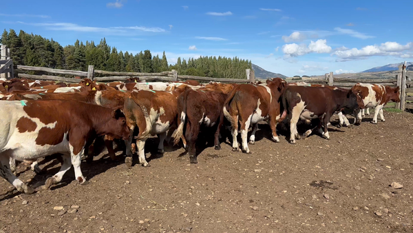 Lote 50 Novillo Engorda en Coyhaique, XI Región Aysén