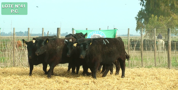 Lote VAQUILLONAS P.C. 15 MESES - PREÑADAS - PARICION PRIMAVERA