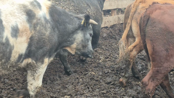 Lote 45 Novillo Gordo en Yerbas Buenas, VII  Región Maule