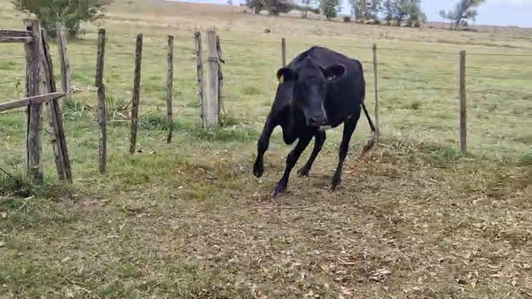 Lote Vaquillonas , San José