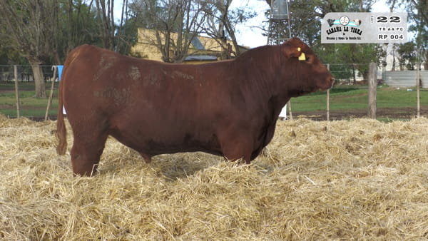 Lote TOROS PUROS CONTROLADOS
