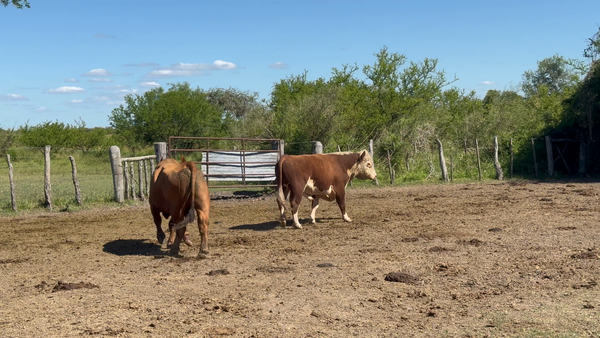 Lote 2 Toros de invernar en Corrientes, Curuzú-Cuatiá