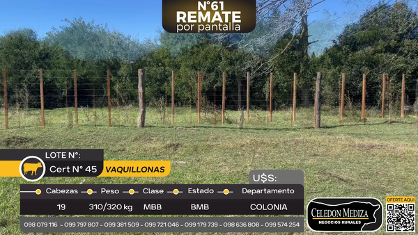 Lote 19 Vaquillonas  en Tarariras Colonia