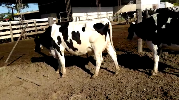 Lote Vaquillonas Preñadas - Miguel Presser